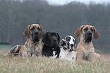 DOGUE ALLEMAND 651